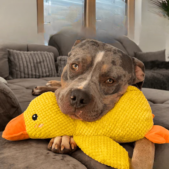 Anti-Stress Duck | Deep Relaxation For Your Dog