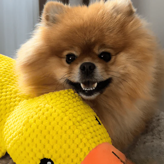 Anti-Stress Duck | Deep Relaxation For Your Dog