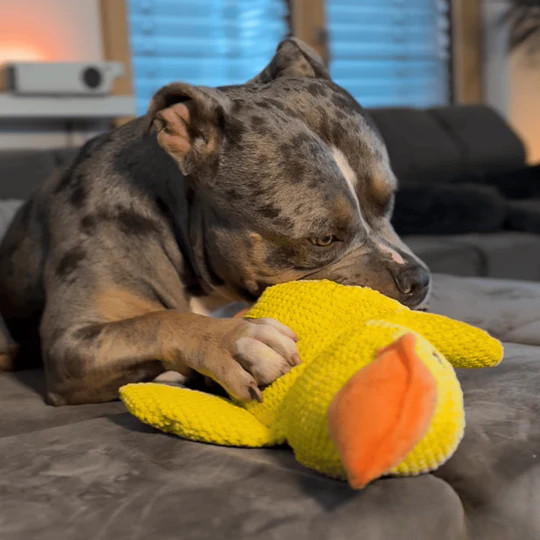 Anti-Stress Duck | Deep Relaxation For Your Dog