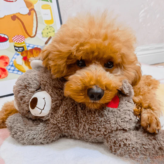 The Ultimate Comfort Cuddly Bear for Dogs