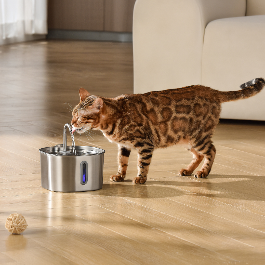 The KittySpout™ - 2.2L Fountain Health and Happiness Kit