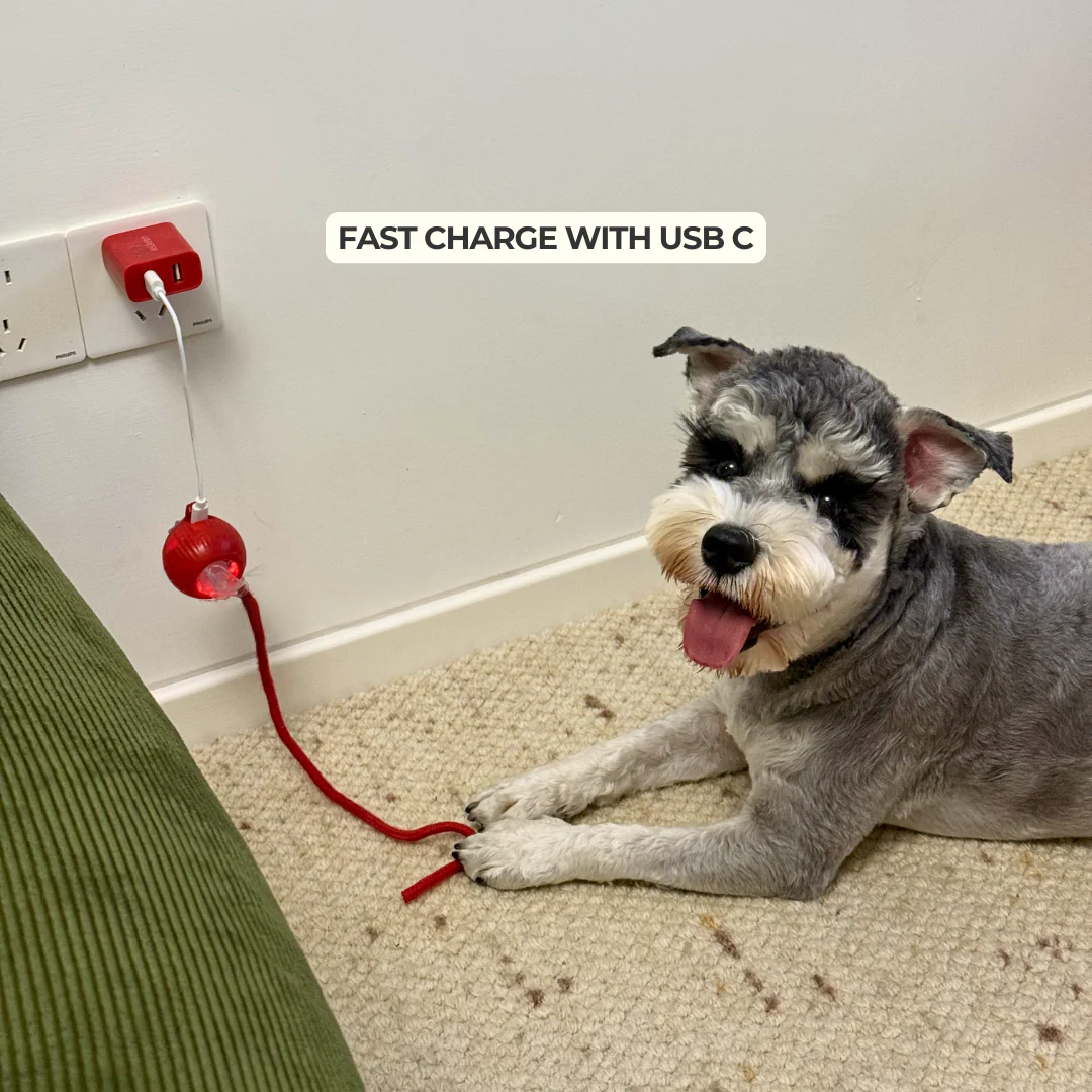 Automatic Dog Walker Toy