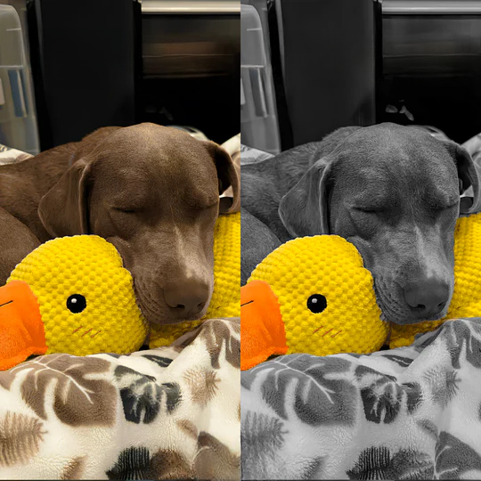Anti-Stress Duck | Deep Relaxation For Your Dog
