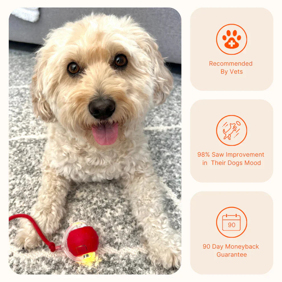 Automatic Dog Walker Toy