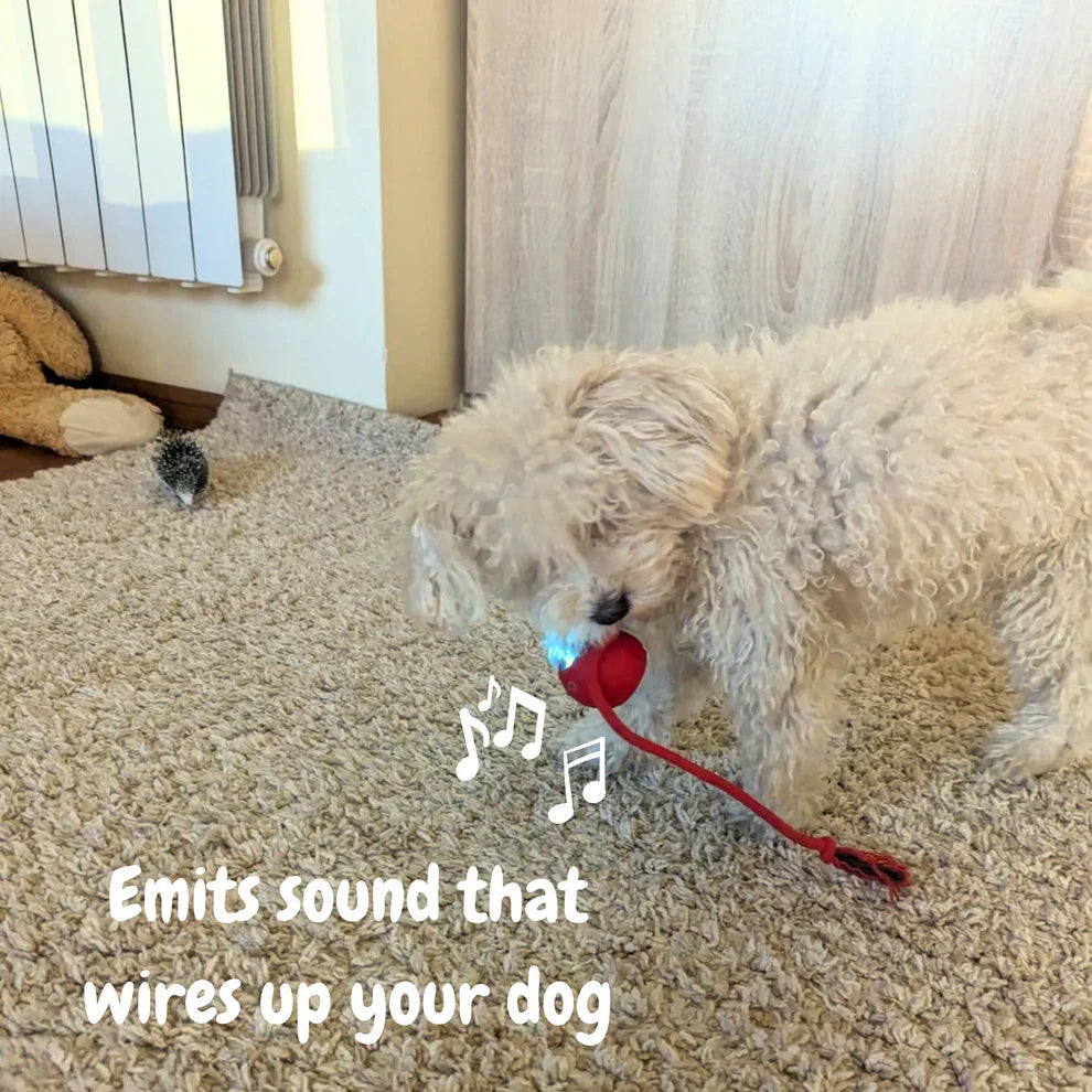 Automatic Dog Walker Toy