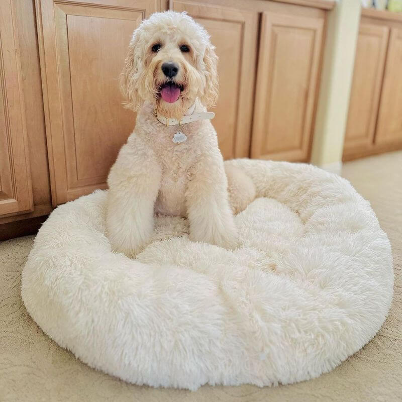 Premium Anti-Anxiety Pet Bed for Ultimate Comfort.