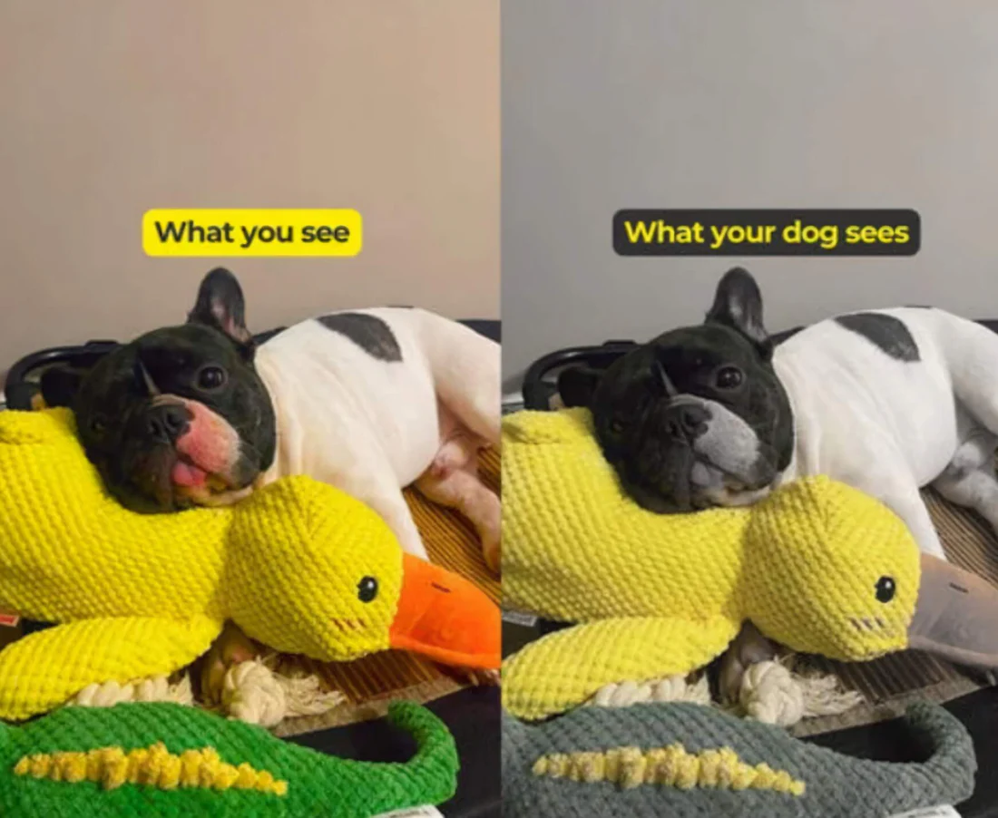Soothing Plush Companion Duck Toy For Dogs