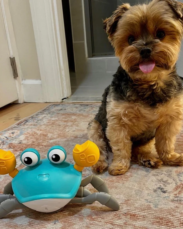 Exciting Interactive Toy For Pups