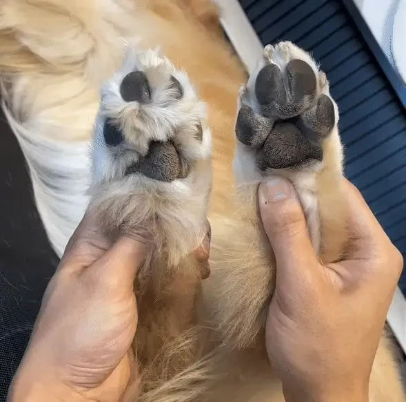 PawEase Pro - Pain-Free Paw Care in Seconds