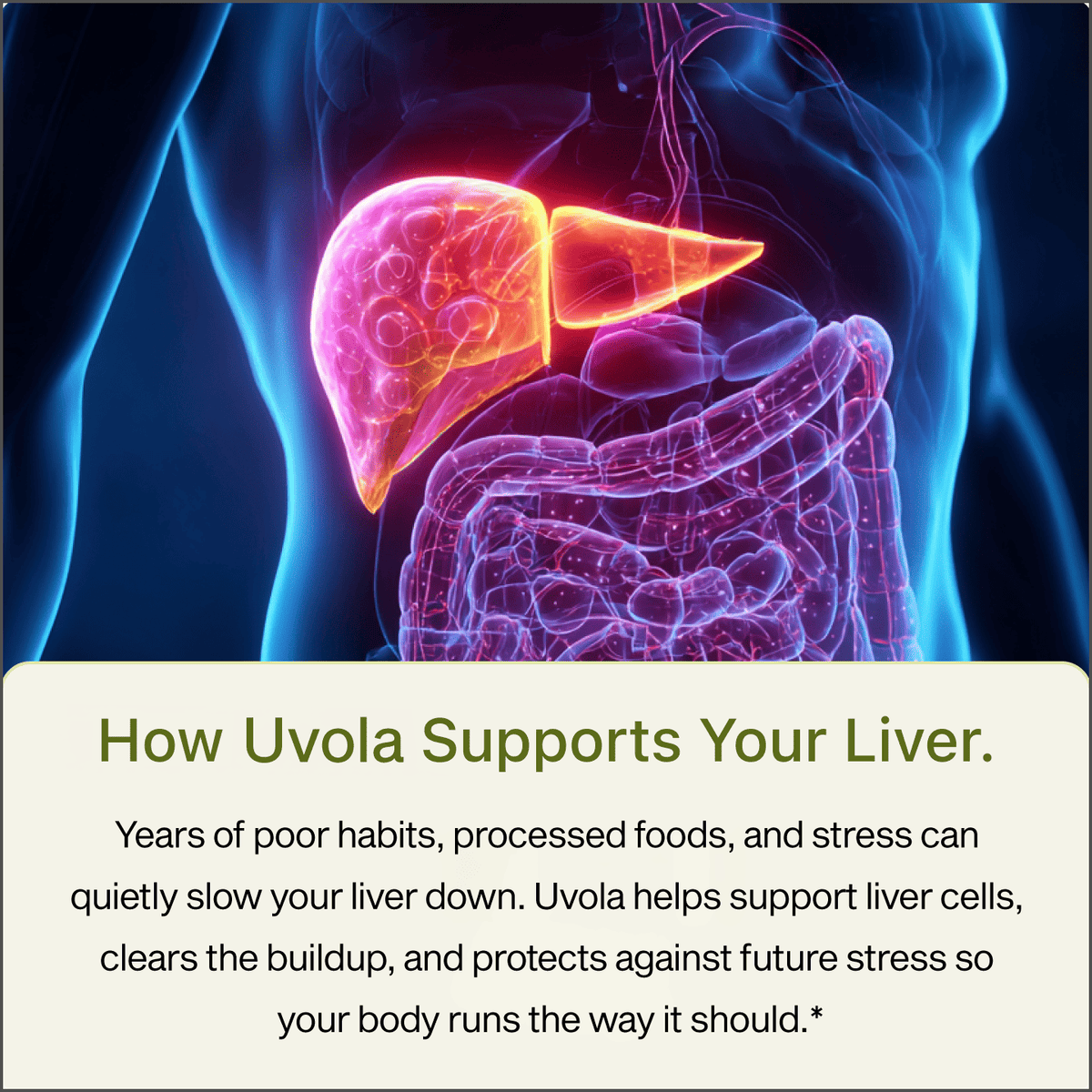 Uvola - Milk Thistle Support.