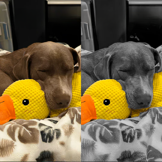 Anti-Stress Duck – The Ultimate Companion for Your Dog