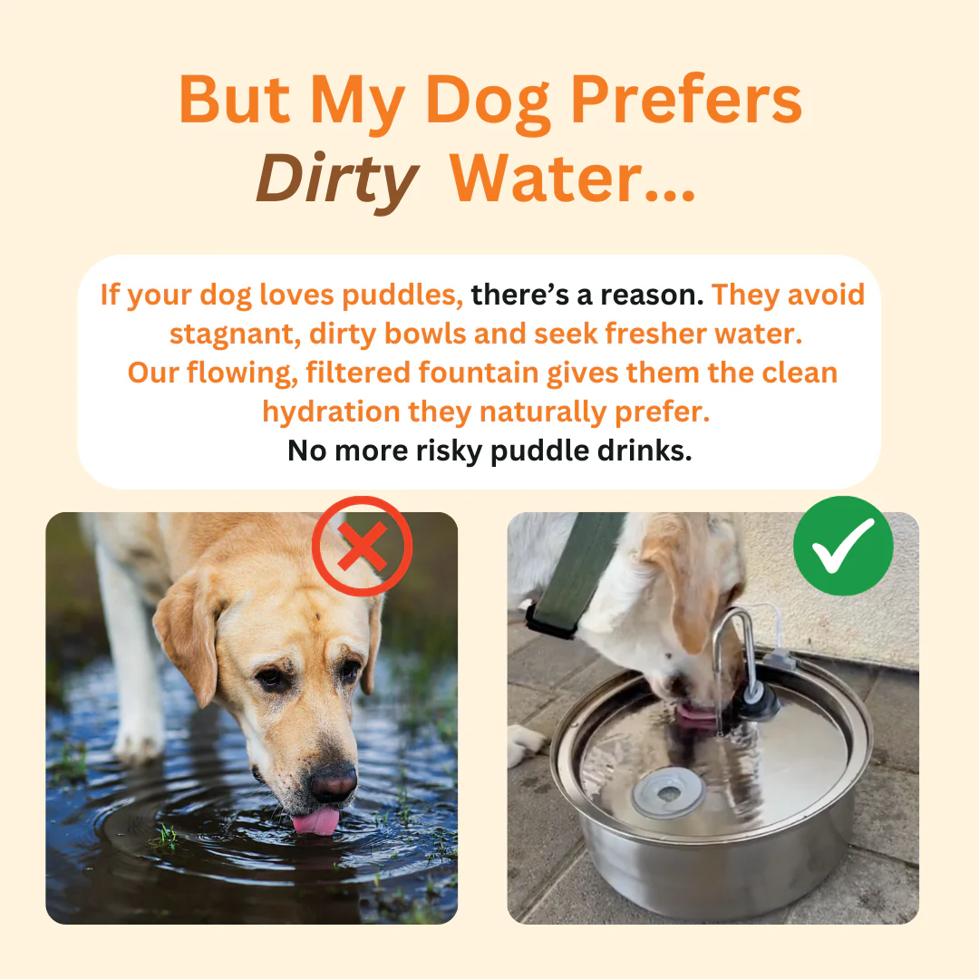 Refreshing Automatic Dog Water Fountain