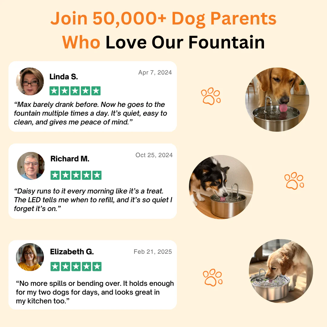 Refreshing Automatic Dog Water Fountain