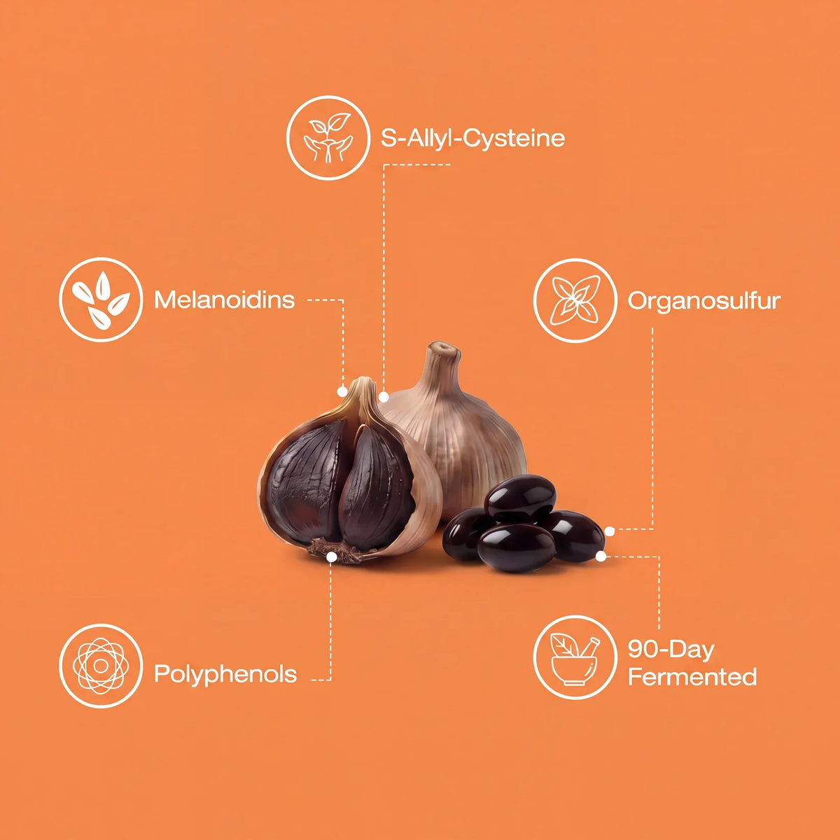 UriClear: Fermented Black Garlic Restoration Protocol