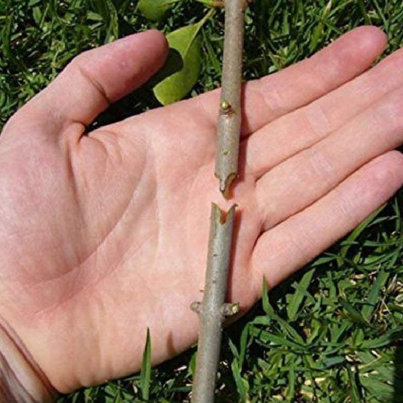 Professional Garden Grafting Tool