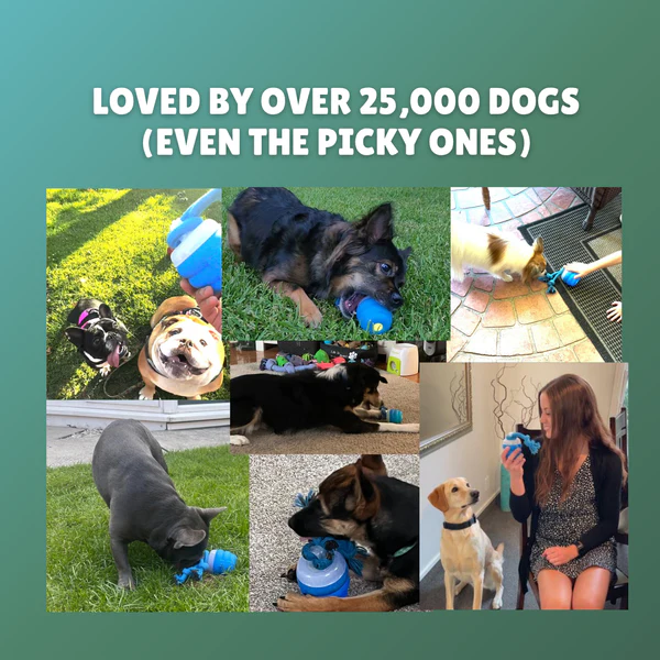 The Chase Buddy – Engaging, Smart Toy For Happy, Stimulated Dogs